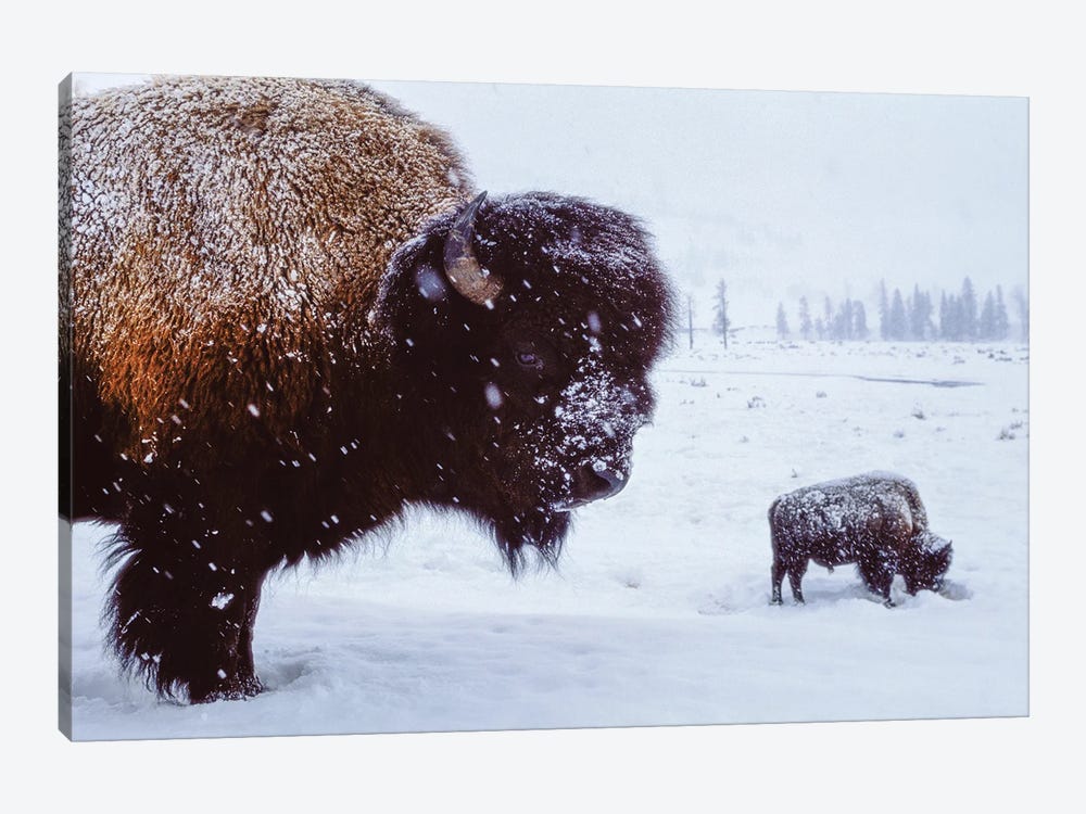 Bison In The Snow by Joel Sartore 1-piece Canvas Artwork