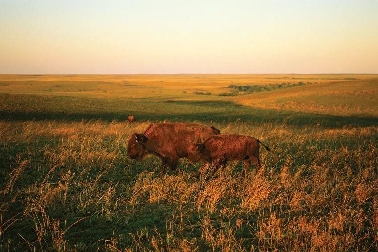 Bison Mother & Calf Graze I, At The Tallgrass Prairie Preserve Near Pawhuska, Oklahoma
