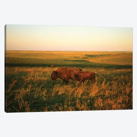 Bison Mother & Calf Graze At The Tallgrass Prairie Preserve Near Pawhuska, Oklahoma I Canvas Print #SRR265} by Joel Sartore Art Print