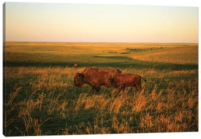 Bison Mother & Calf Graze At The Tallgrass Prairie Preserve Near Pawhuska, Oklahoma I Canvas Art Print - Oklahoma Art