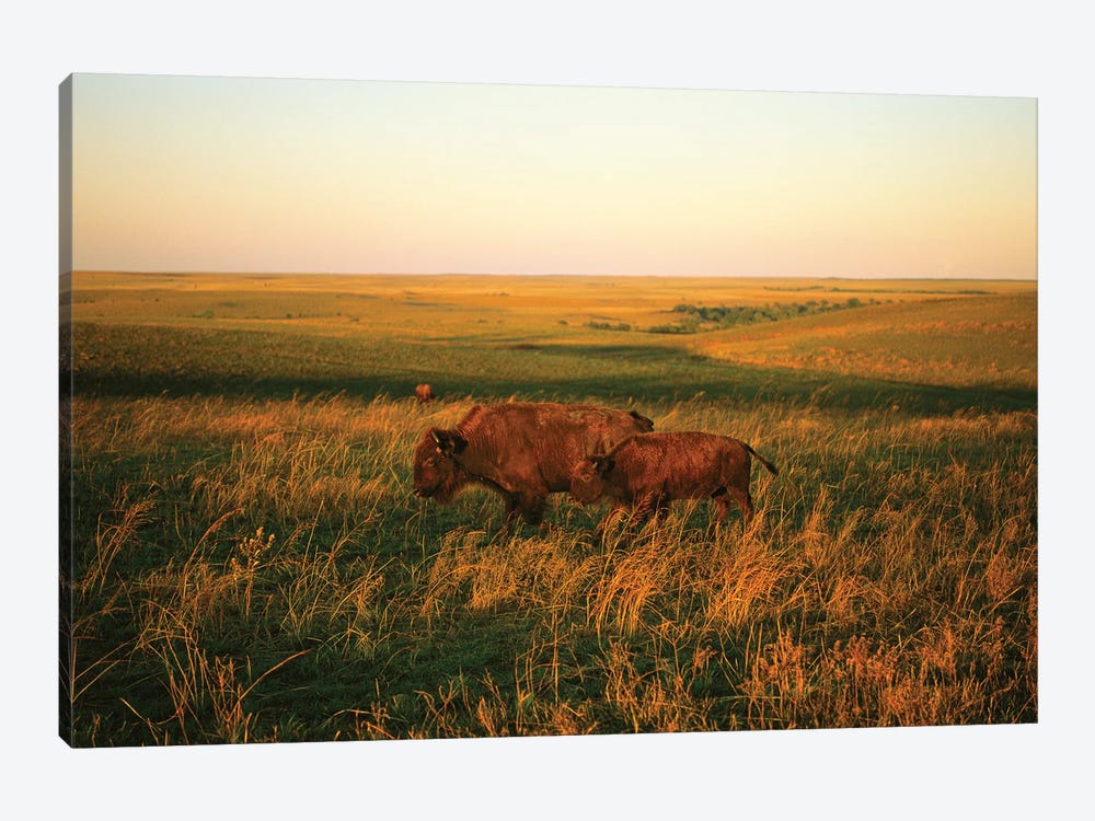 Bison Mother & Calf Graze At The Tallgrass Prairie Preserve Near Pawhuska, Oklahoma I by Joel Sartore 1-piece Canvas Artwork