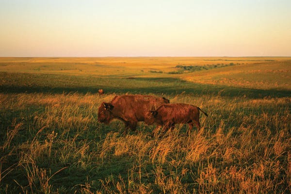 Bison Mother & Calf Graze I, At The Tallgrass Prairie Preserve Near Pawhuska, Oklahoma