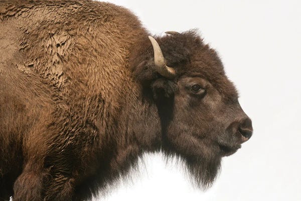 Joel Sartore: Bison Mother & Calf Graze II At The Tallgrass Prairie Preserve Near Pawhuska, Oklahoma by Joel Sartore