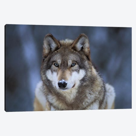 Captive Gray Wolf At The International Wolf Center In Ely, Minnesota I Canvas Print #SRR267} by Joel Sartore Canvas Art Print