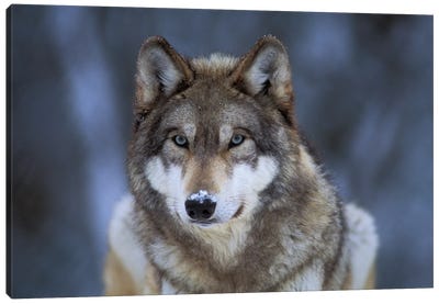 Captive Gray Wolf At The International Wolf Center In Ely, Minnesota I Canvas Art Print - Wolf Art