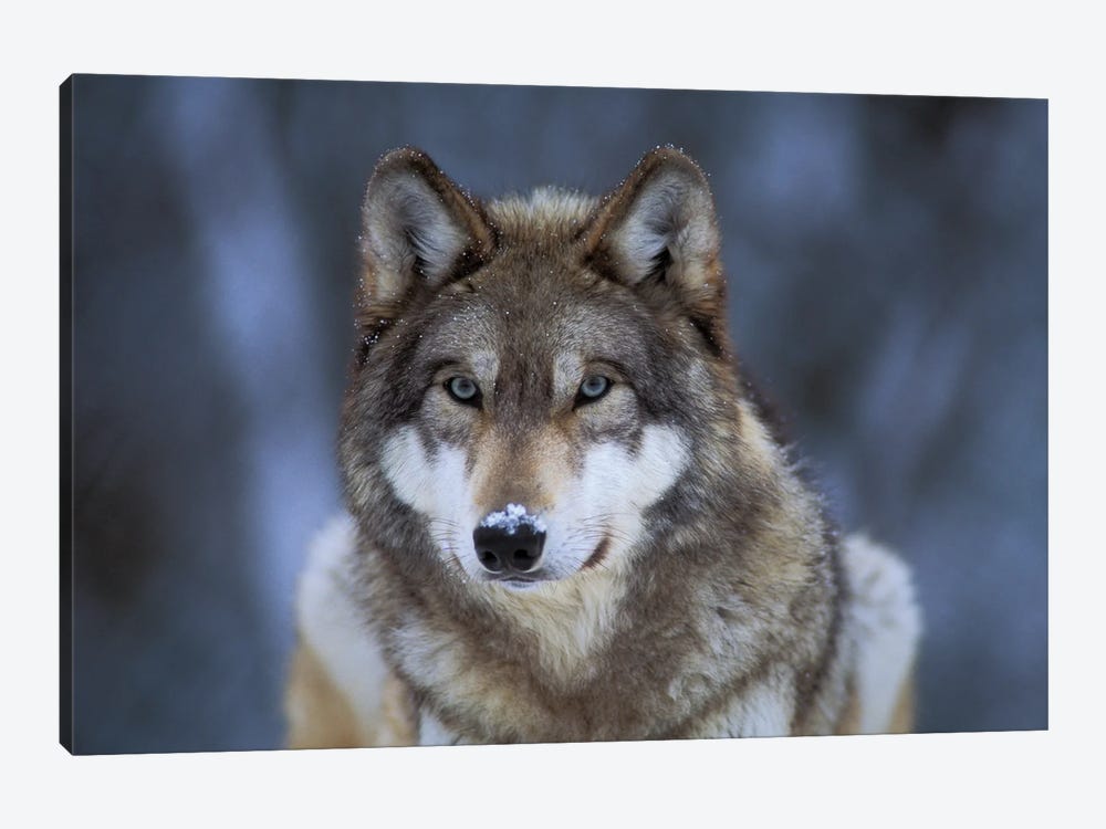 Captive Gray Wolf At The International Wolf Center In Ely, Minnesota I by Joel Sartore 1-piece Canvas Art