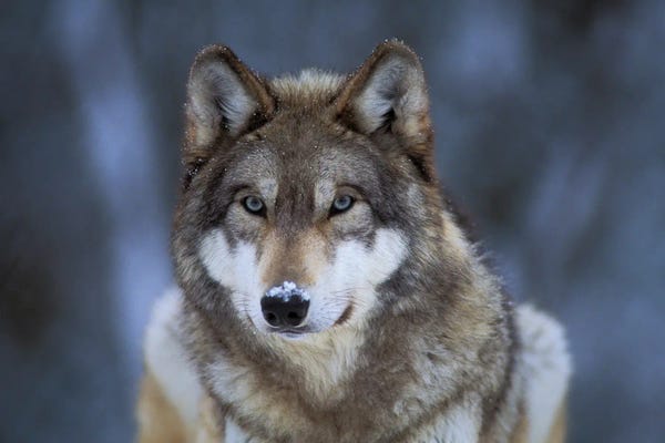 Joel Sartore: Captive Gray Wolf At The International Wolf Center In Ely, Minnesota I by Joel Sartore