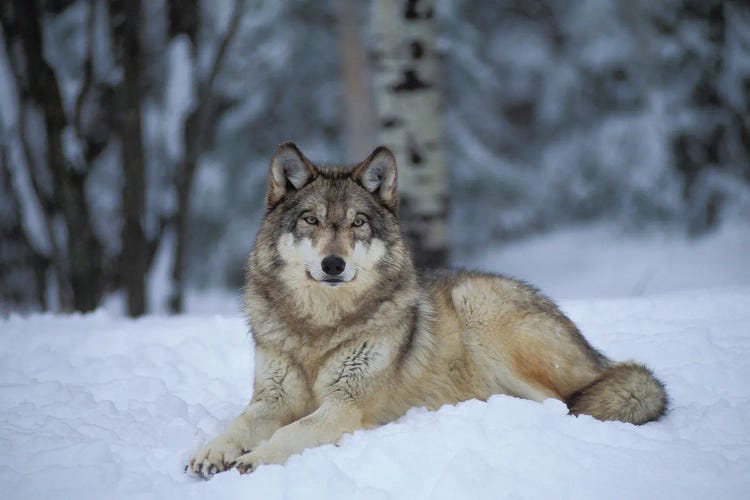 Captive Gray Wolf At The International Wolf Center In Ely, Minnesota II