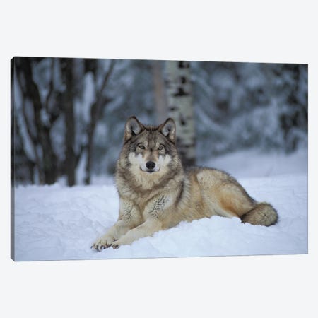 Captive Gray Wolf At The International Wolf Center In Ely, Minnesota II Canvas Print #SRR268} by Joel Sartore Canvas Artwork