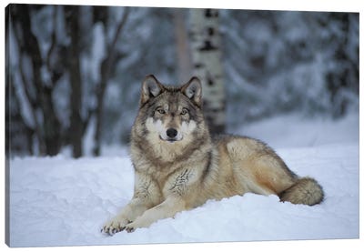 Captive Gray Wolf At The International Wolf Center In Ely, Minnesota II Canvas Art Print - Wolf Art