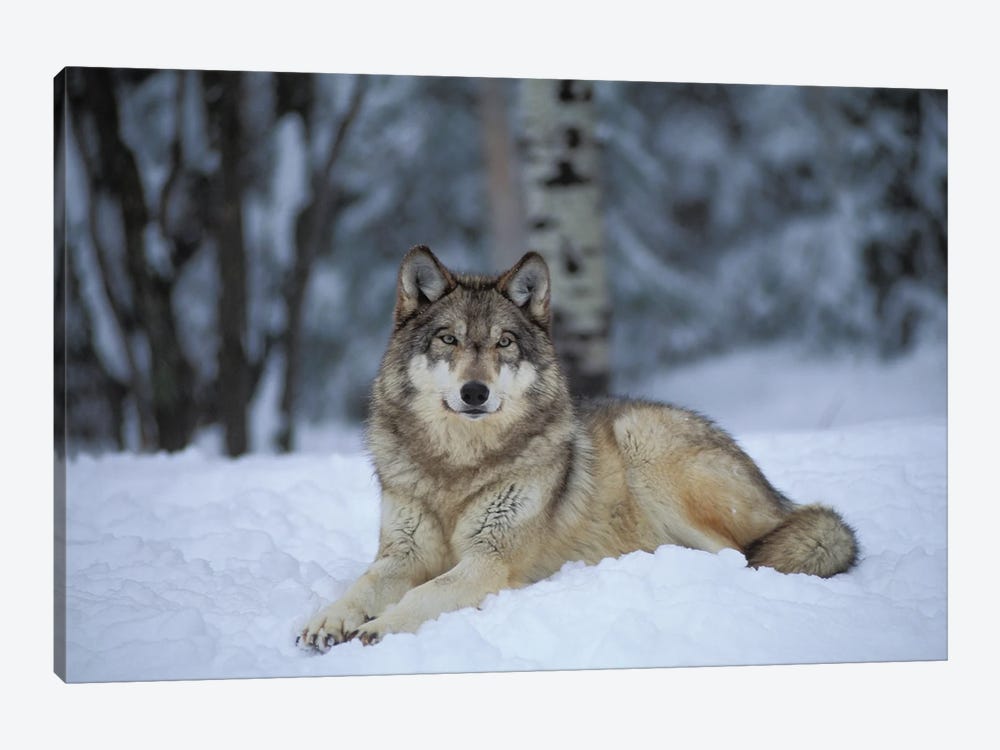Captive Gray Wolf At The International Wolf Center In Ely, Minnesota II by Joel Sartore 1-piece Canvas Art Print