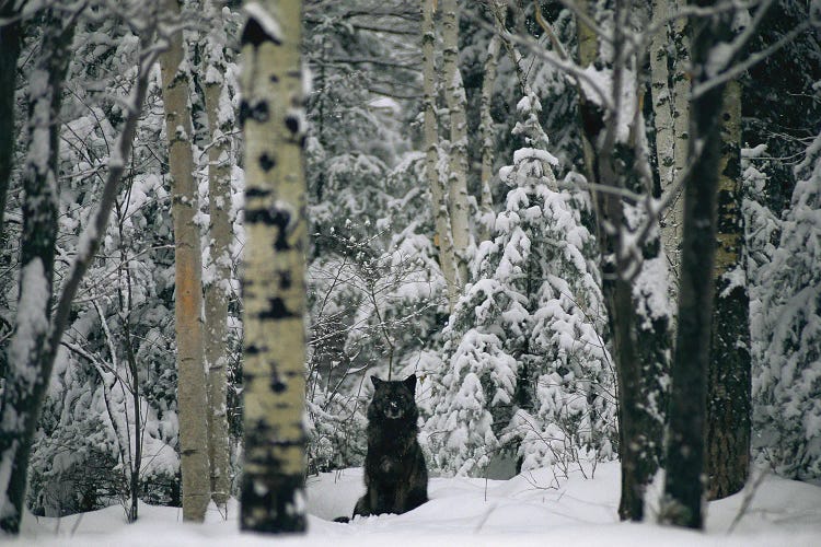 Captive Gray Wolf At The International Wolf Center In Ely, Mn