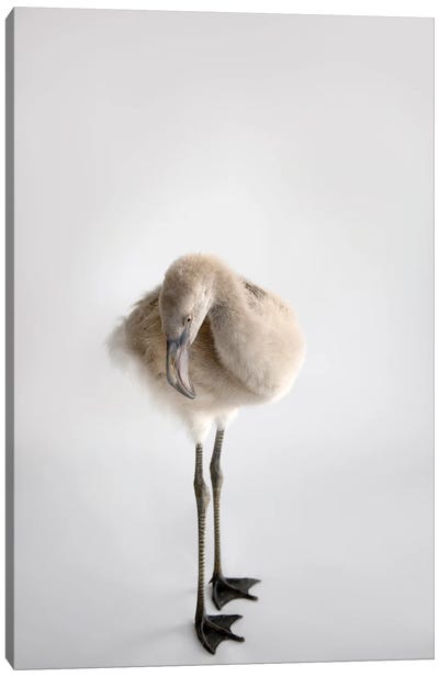 A Chilean Flamingo Chick At Houston Zoo Canvas Art Print - Joel Sartore