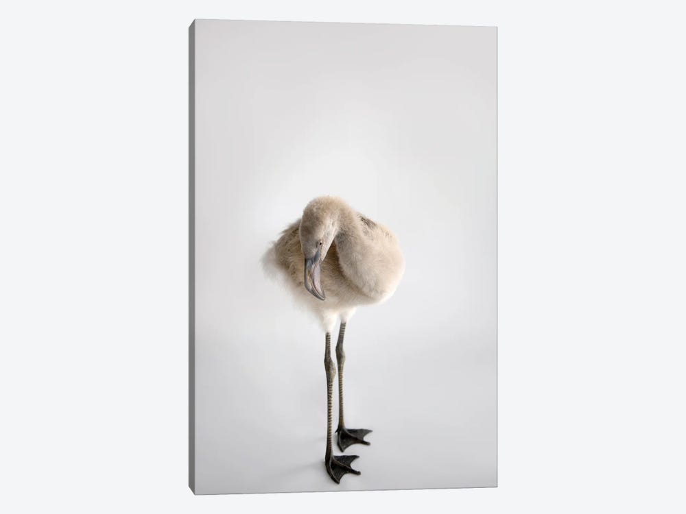 A Chilean Flamingo Chick At Houston Zoo by Joel Sartore 1-piece Canvas Wall Art