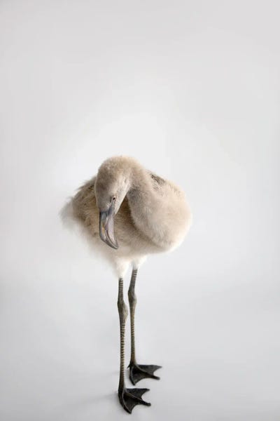 Flamingos: A Chilean Flamingo Chick At Houston Zoo by Joel Sartore