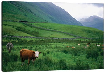 Cattle Graze In Fields Fenced With Stone Walls Canvas Art Print - Joel Sartore