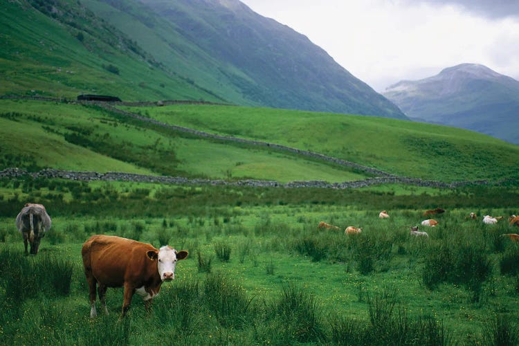 Cattle Graze In Fields Fenced With Stone Walls