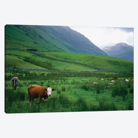 Cattle Graze In Fields Fenced With Stone Walls Canvas Print #SRR271} by Joel Sartore Canvas Art Print