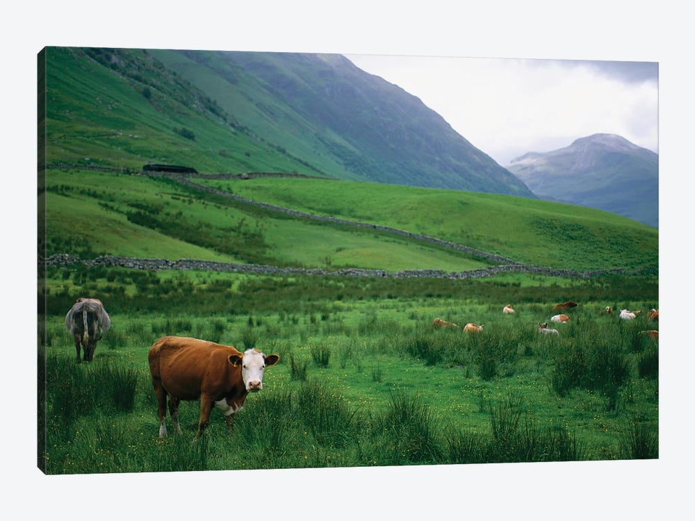 Cattle Graze In Fields Fenced With Stone Walls by Joel Sartore 1-piece Art Print
