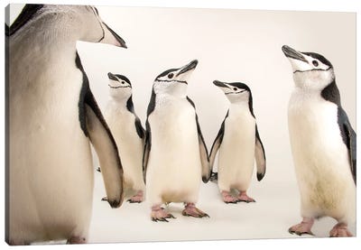 Chinstrap Penguins At The Newport Aquarium I Canvas Art Print - Joel Sartore