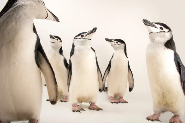 Joel Sartore: Chinstrap Penguins At The Newport Aquarium I by Joel Sartore