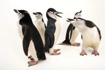 Chinstrap Penguins At The Newport Aquarium II by Joel Sartore canvas print