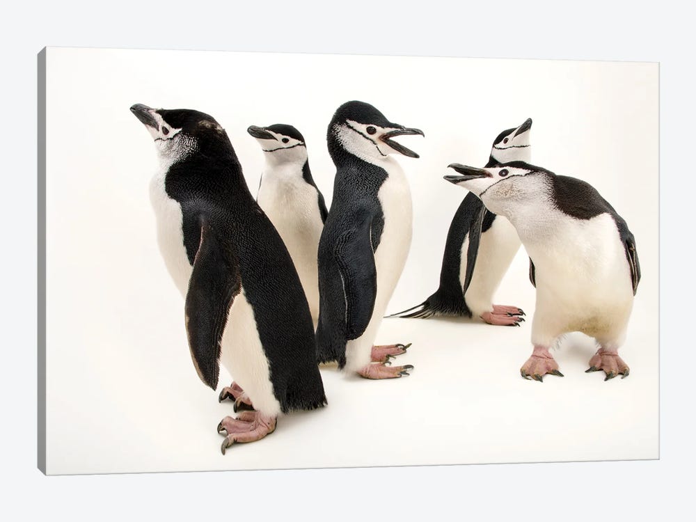 Chinstrap Penguins At The Newport Aquarium II by Joel Sartore 1-piece Canvas Art Print