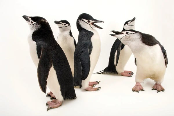 Penguins: Chinstrap Penguins At The Newport Aquarium II by Joel Sartore