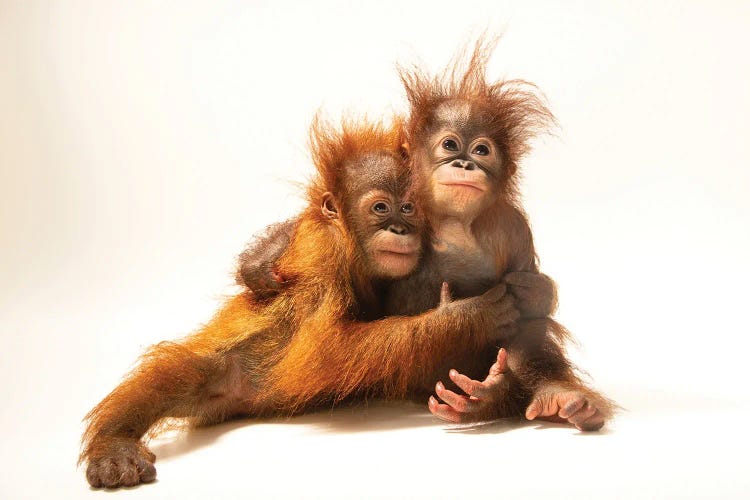 Sumatran Orangutan And Bornean Orangutan At The Taman Safari In Bogor, West Java, Indonesia