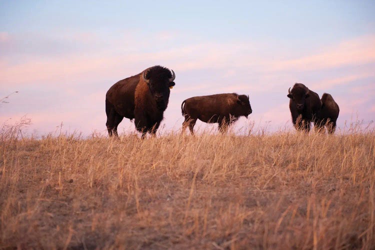 Four Bison Roam On A Ranch Near Valentine, Nebraska