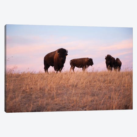 Four Bison Roam On A Ranch Near Valentine, Nebraska Canvas Print #SRR278} by Joel Sartore Art Print