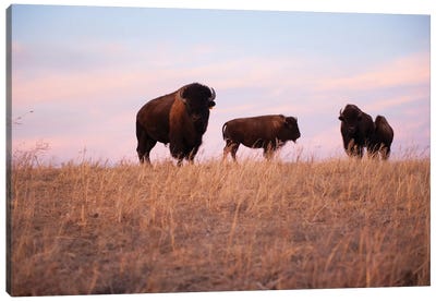 Four Bison Roam On A Ranch Near Valentine, Nebraska Canvas Art Print - Nebraska Art