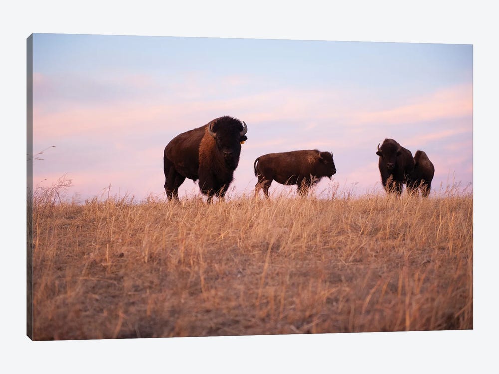 Four Bison Roam On A Ranch Near Valentine, Nebraska by Joel Sartore 1-piece Canvas Wall Art
