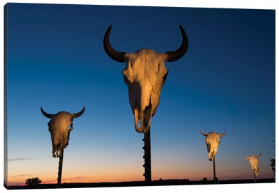 Four Bison Skulls On Posts At Dusk Canvas Art Print - Joel Sartore