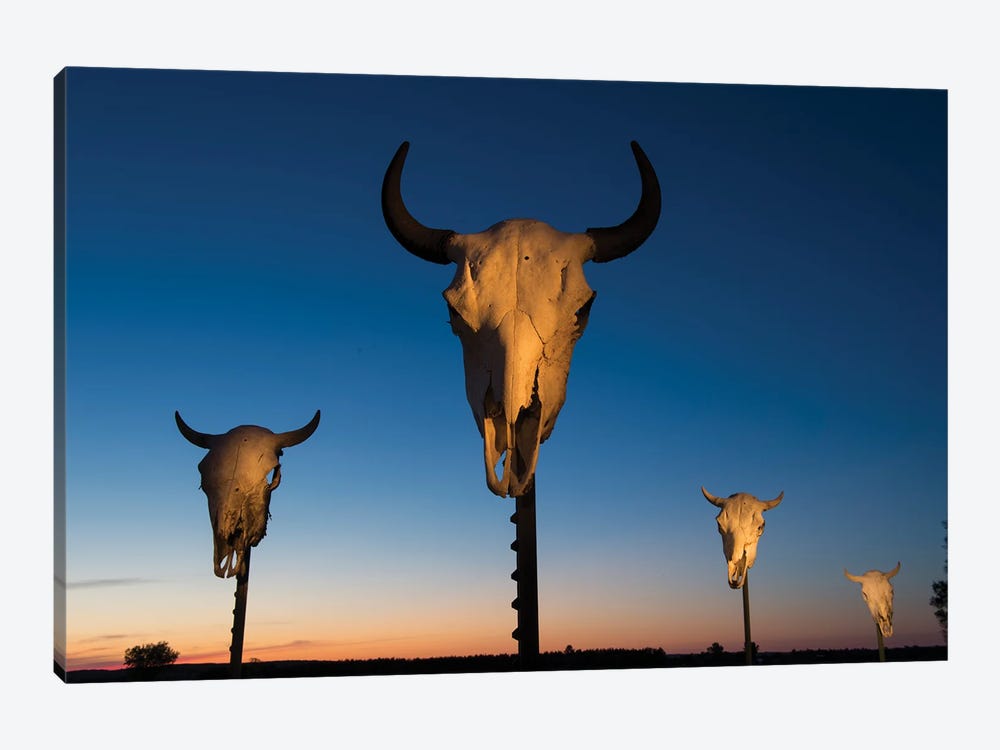 Four Bison Skulls On Posts At Dusk by Joel Sartore 1-piece Art Print