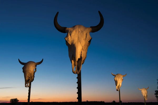 Bison & Buffaloes: Four Bison Skulls On Posts At Dusk by Joel Sartore