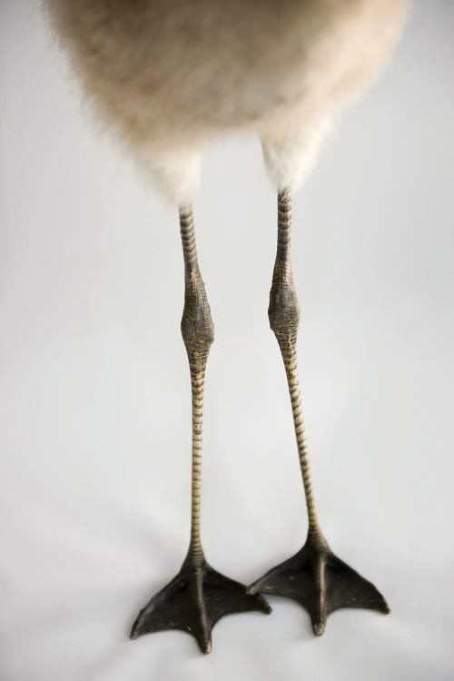 A Chilean Flamingo Chick's Feet At Houston Zoo