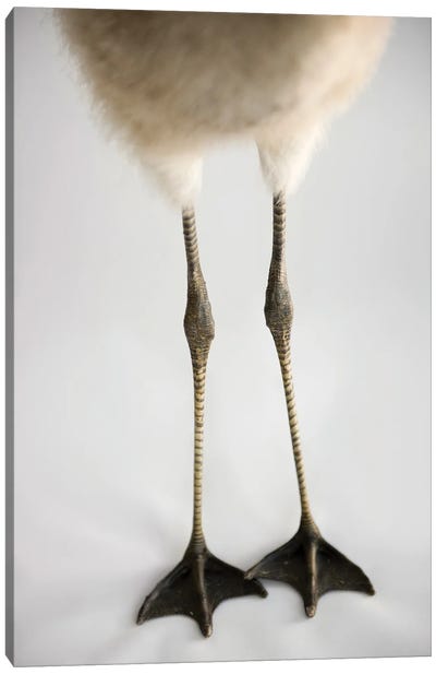 A Chilean Flamingo Chick's Feet At Houston Zoo Canvas Art Print - Joel Sartore