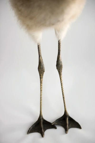 Joel Sartore: A Chilean Flamingo Chick's Feet At Houston Zoo by Joel Sartore