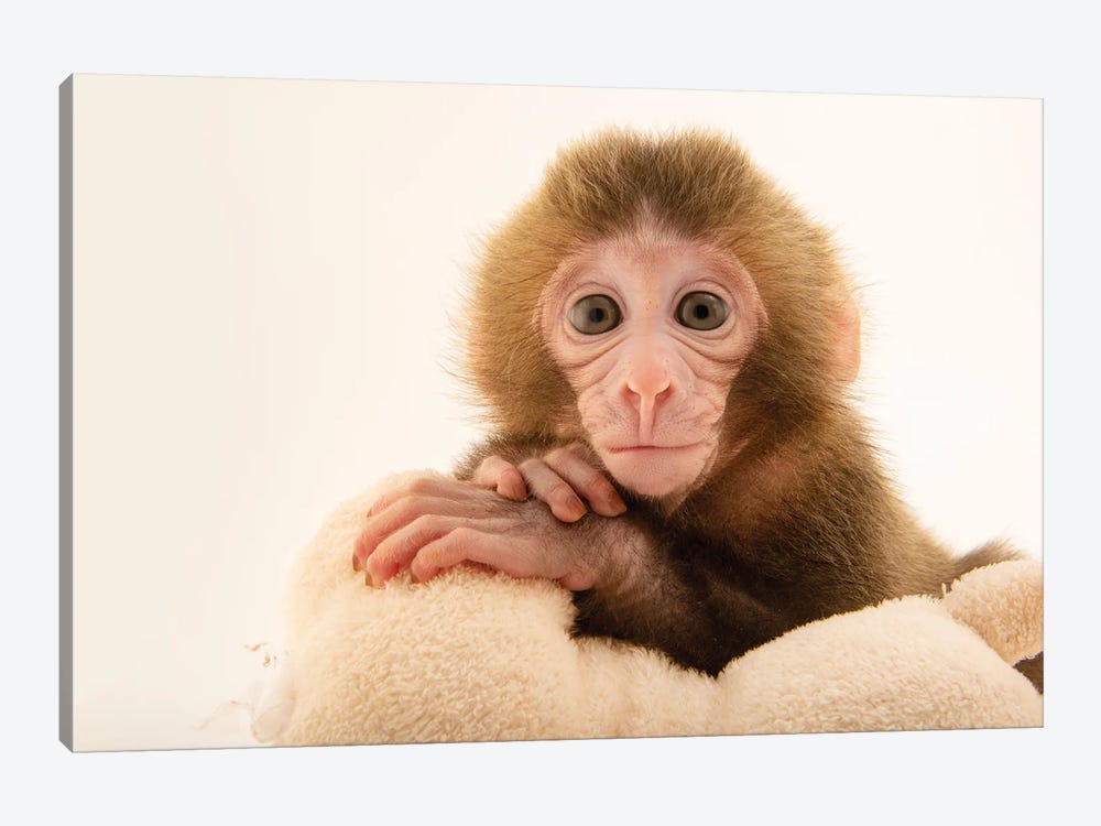 Gigi, A Federally Threatened Two-Week-Old Japanese Macaque At The Blank Park Zoo In Des Moines I by Joel Sartore 1-piece Canvas Art Print