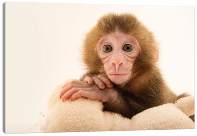 Gigi, A Federally Threatened Two-Week-Old Japanese Macaque At The Blank Park Zoo In Des Moines I Canvas Art Print - Joel Sartore
