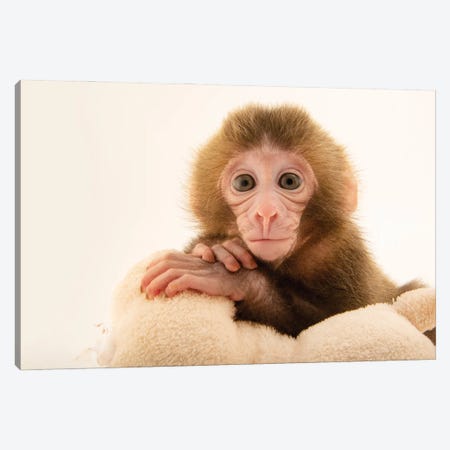 Gigi, A Federally Threatened Two-Week-Old Japanese Macaque At The Blank Park Zoo In Des Moines I Canvas Print #SRR280} by Joel Sartore Canvas Wall Art