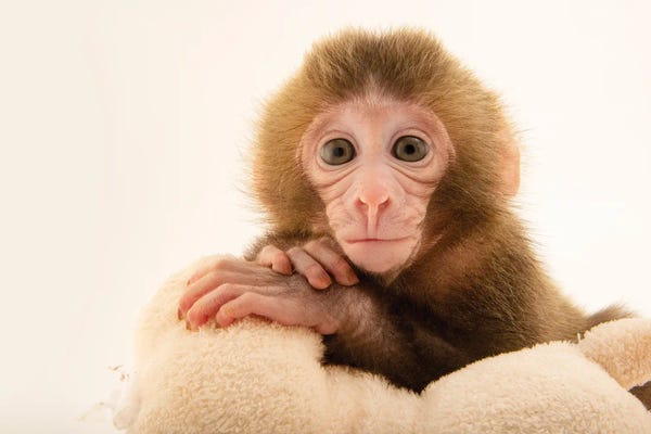 Joel Sartore: Gigi, A Federally Threatened Two-Week-Old Japanese Macaque At The Blank Park Zoo In Des Moines I by Joel Sartore