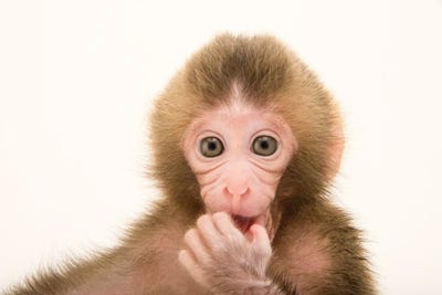 Gigi, A Federally Threatened Two-Week-Old Japanese Macaque At The Blank Park Zoo In Des Moines II by Joel Sartore art print