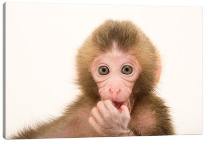 Gigi, A Federally Threatened Two-Week-Old Japanese Macaque At The Blank Park Zoo In Des Moines II Canvas Art Print - Joel Sartore