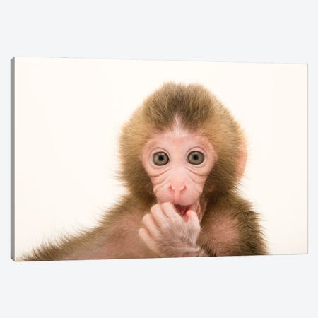 Gigi, A Federally Threatened Two-Week-Old Japanese Macaque At The Blank Park Zoo In Des Moines II Canvas Print #SRR281} by Joel Sartore Canvas Wall Art