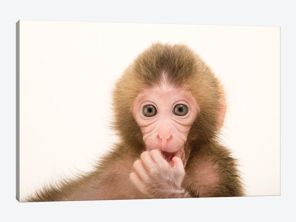 Gigi, A Federally Threatened Two-Week-Old Japanese Macaque At The Blank Park Zoo In Des Moines II by Joel Sartore 1-piece Canvas Artwork