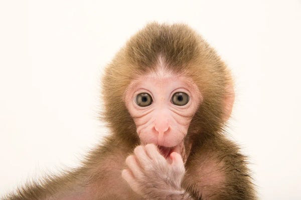 Joel Sartore: Gigi, A Federally Threatened Two-Week-Old Japanese Macaque At The Blank Park Zoo In Des Moines II by Joel Sartore