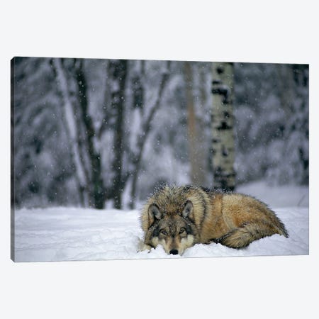 Gray Wolf In The New-Fallen Snow At The International Wolf Center, Near Ely, Northern Minnesota Canvas Print #SRR282} by Joel Sartore Canvas Art