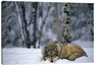 Gray Wolf In The New-Fallen Snow At The International Wolf Center, Near Ely, Northern Minnesota Canvas Art Print - Wolf Art